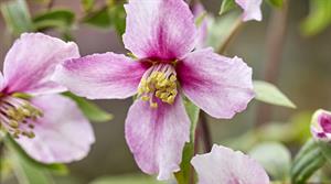 Philadelphus